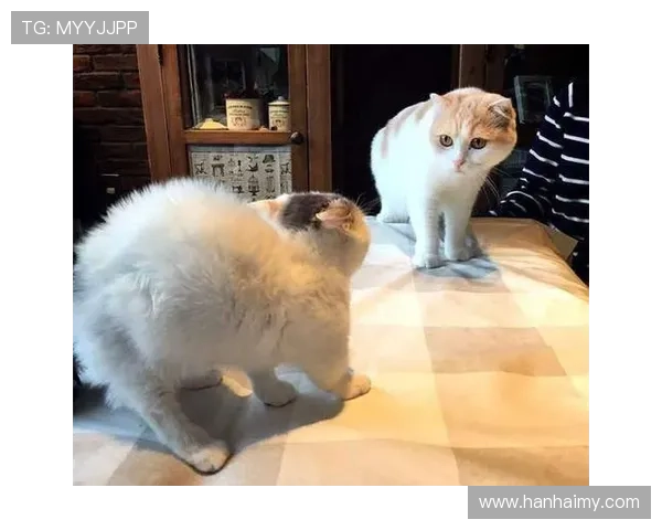 金菠萝背后法兰克福全城炸毛